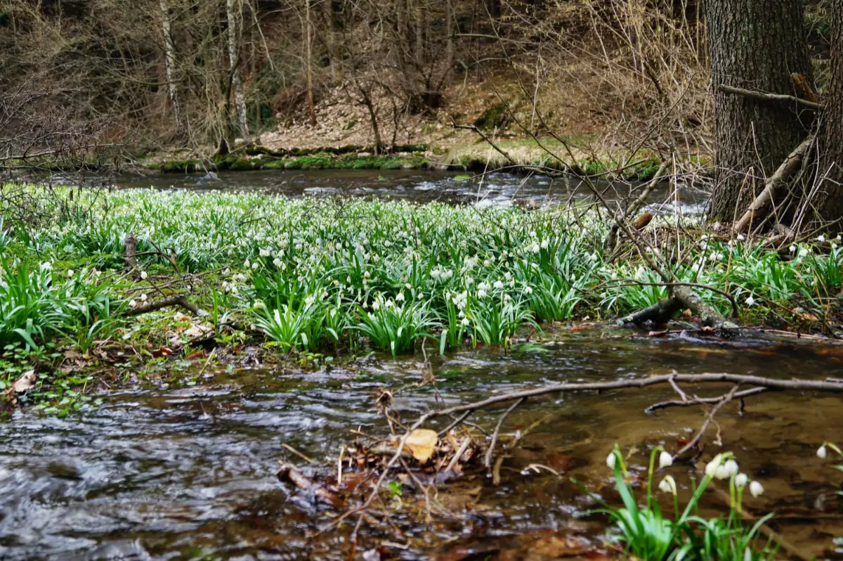 Wanderroute 6 – Rundwanderung vom Hotel „Zur Aussicht“ durch den Schulzengrund zur Waltersdorfer Mühle