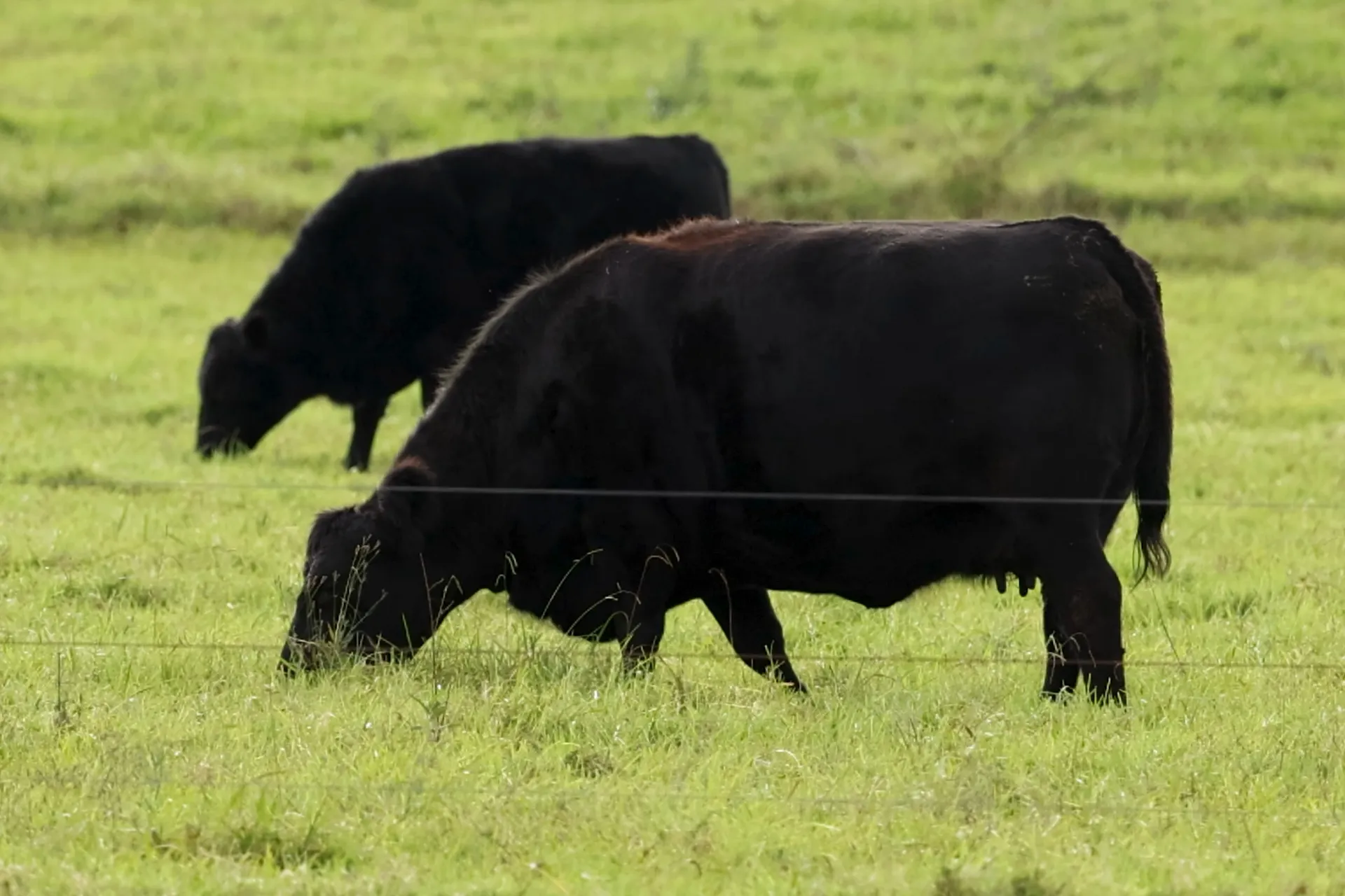 Regional genießen im „Hotel zur Aussicht“ – von eigenen Wagyu-Rindern bis zur gutbürgerlichen Küche